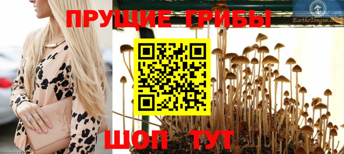 Псилоцибиновые грибы GOLDEN TEACHER Богородск